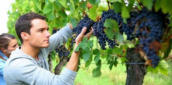 Практический выездной курс школы вина Энотрия в Краснодарском Крае